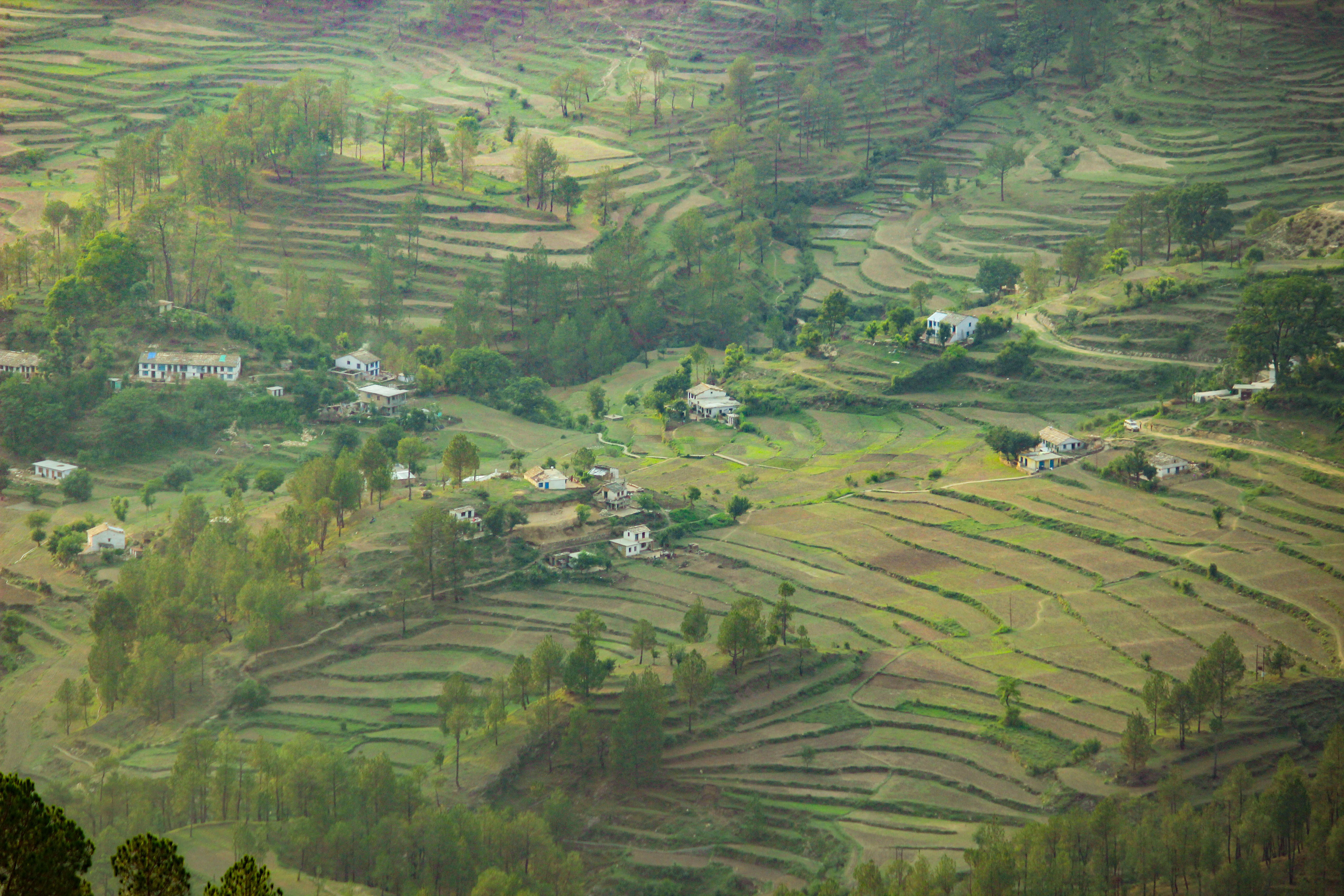 Binsar wilderness